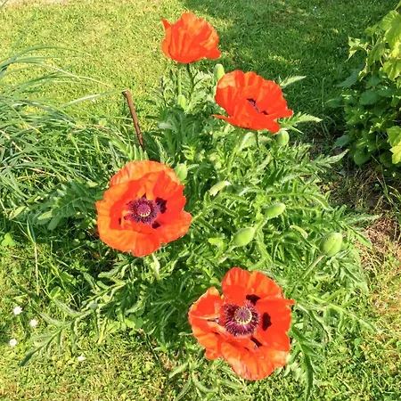 Holiday home Maison De Charme A Avec Jardin Cloture Et Cheminee Mailly-Maillet