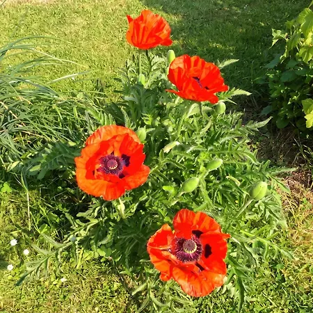 Maison De Charme à Avec Jardin Clôturé Et Cheminée * Mailly-Maillet